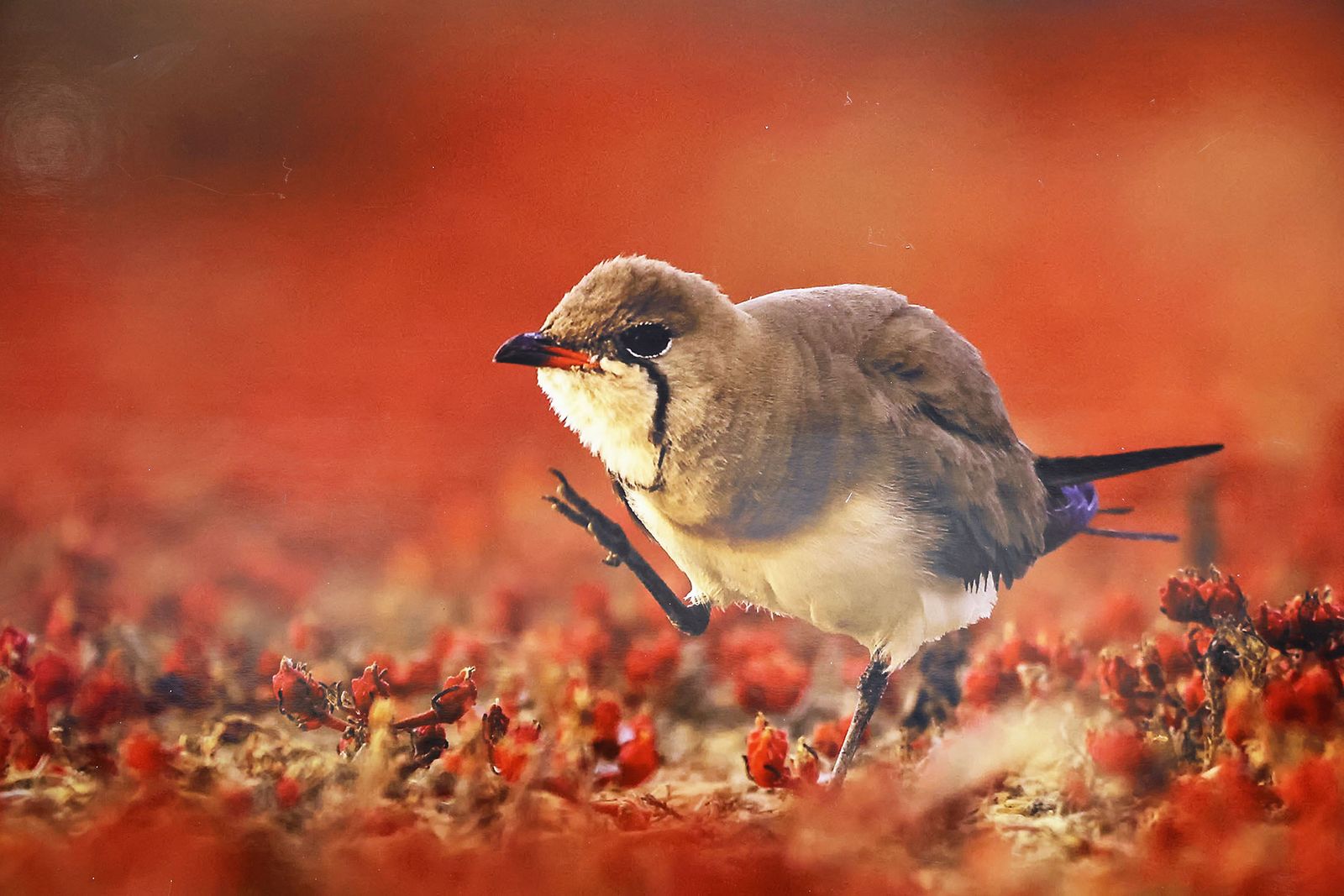 Exposición del Concurso de Fotografía 'Alas del Odiel'