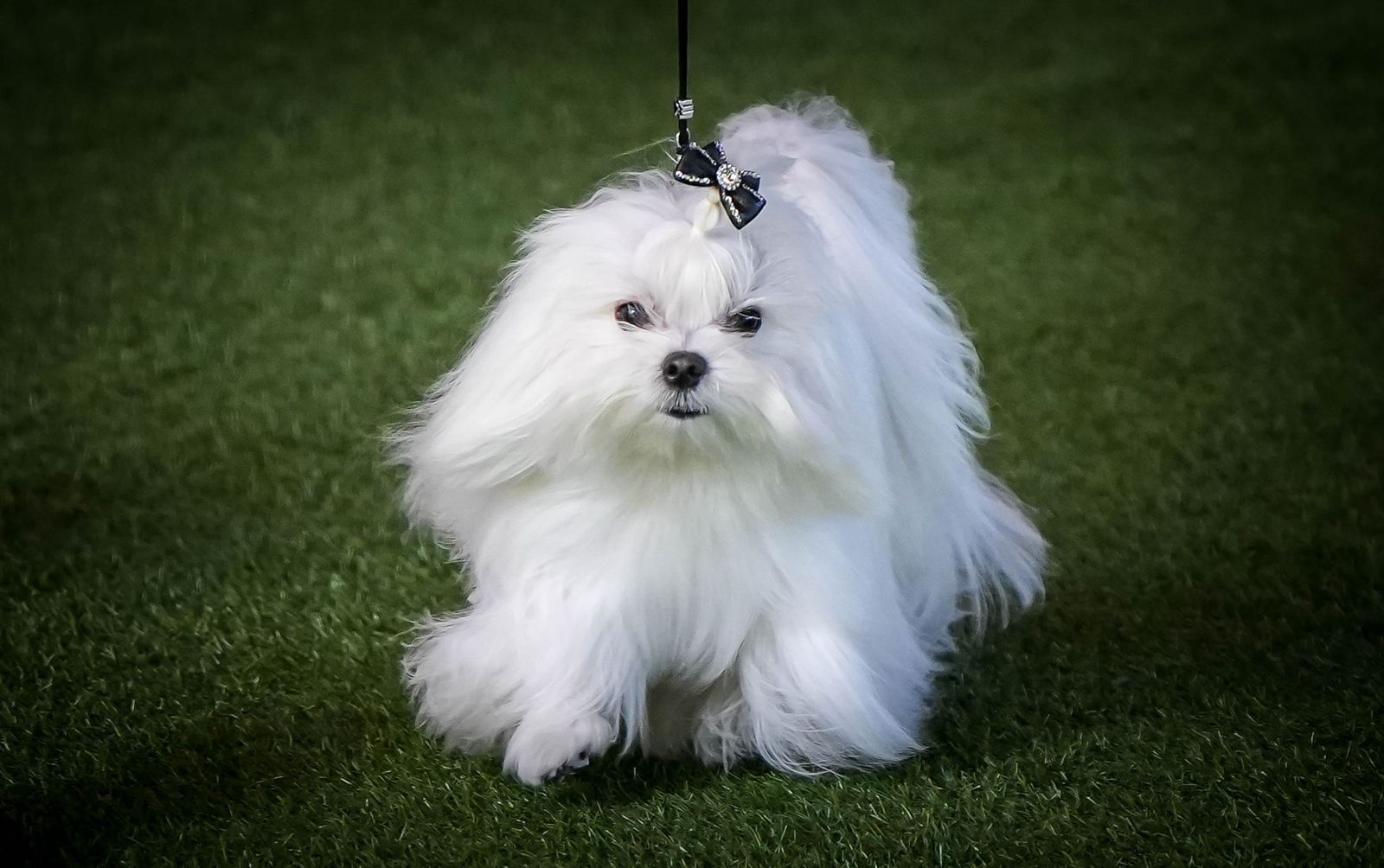 Espectacular exposición canina en Ifeca Jerez, en imágenes