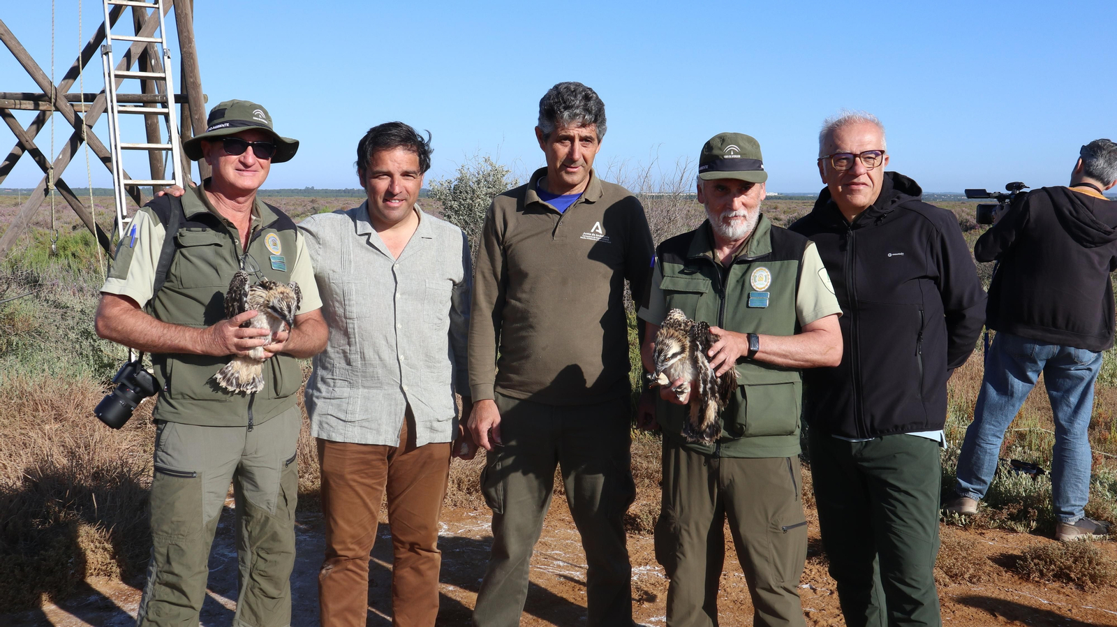 Anillamiento de tres pollos de águila pescadora nacidas en el Paraje Natural Marismas del Odiel