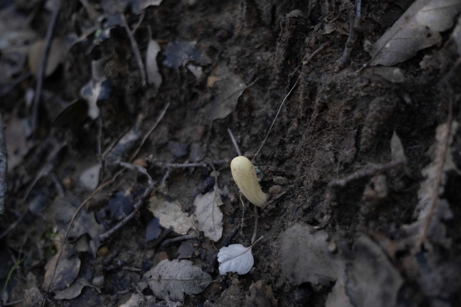 Jornadas micológicas de Cortes de la Frontera, en fotos