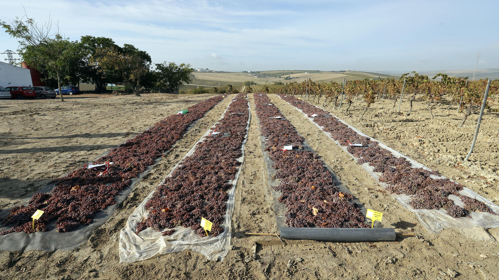 Vinos ecológicos con uva Pedro Ximénez