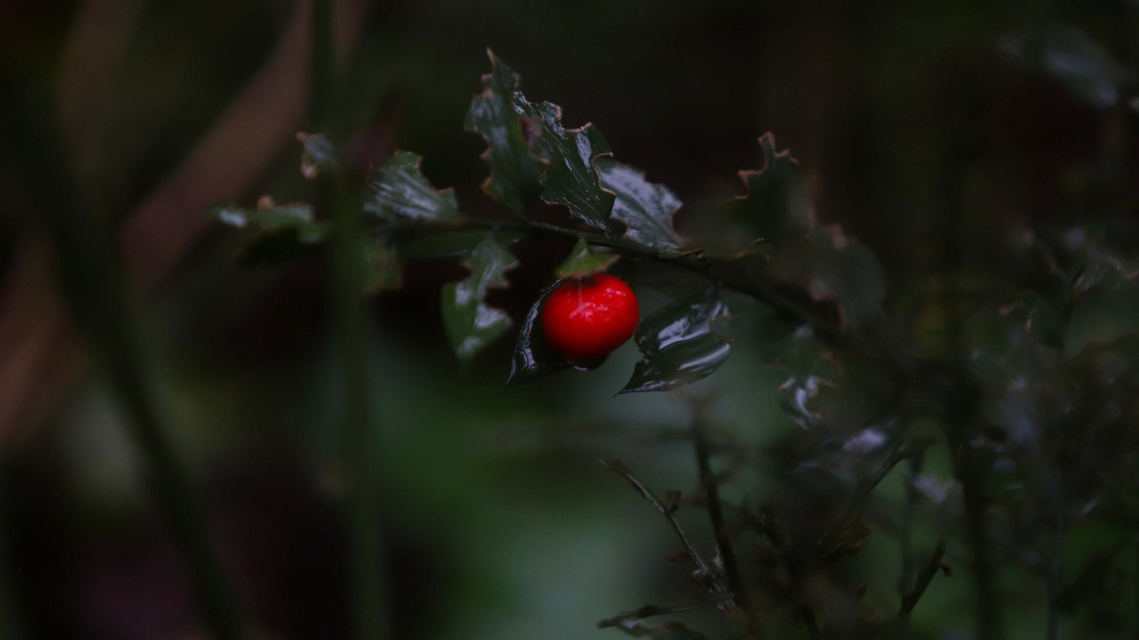El Bosque de la Niebla