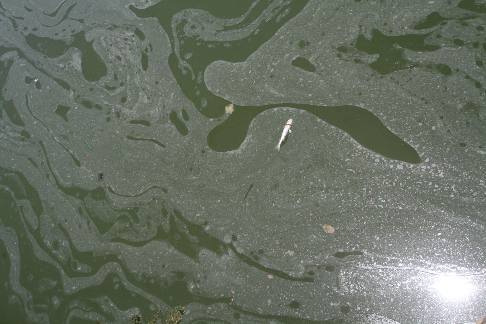 Mancha de aceite en el Guadalquivir