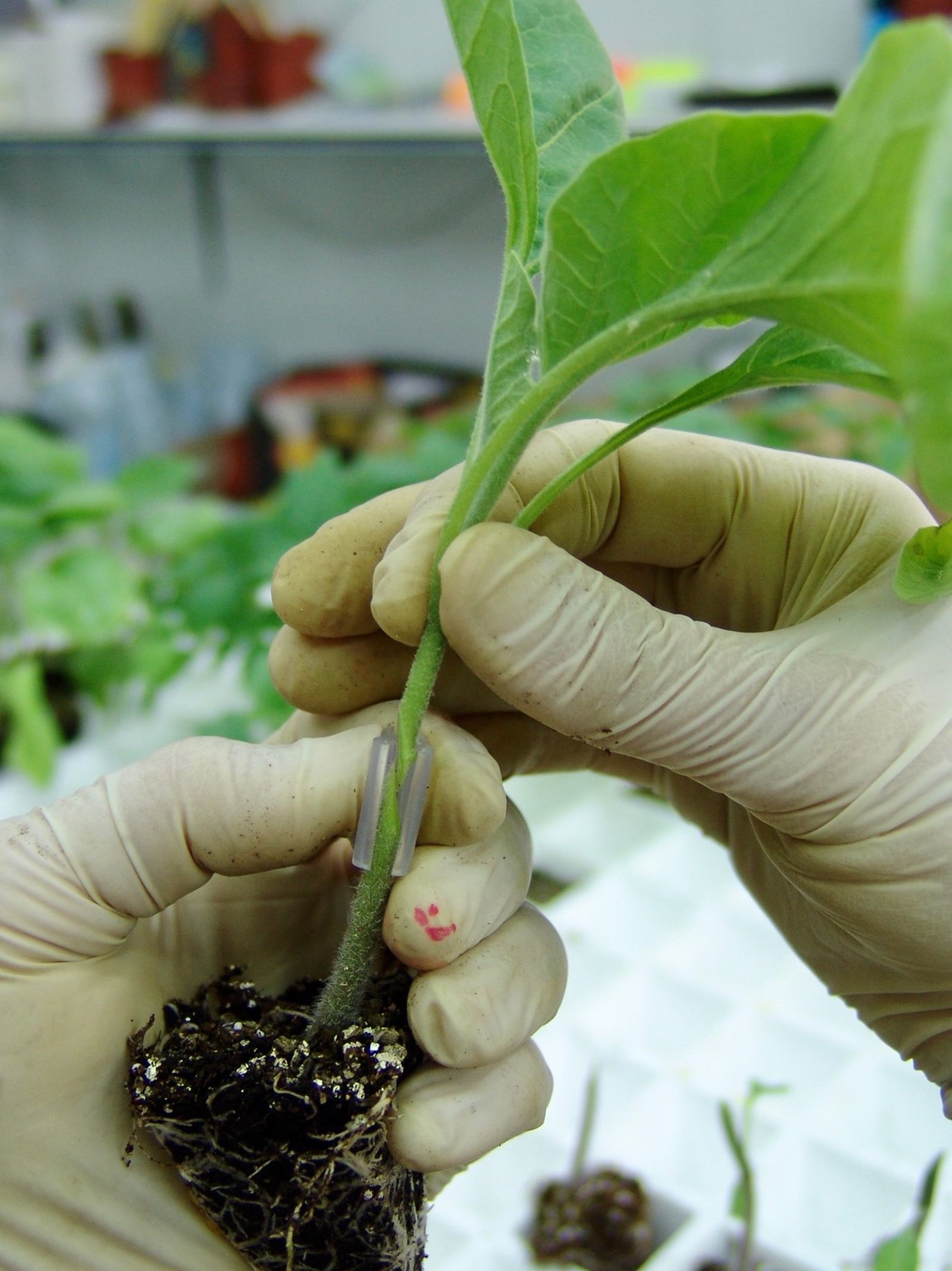 Las semillas son activos estratégicos.