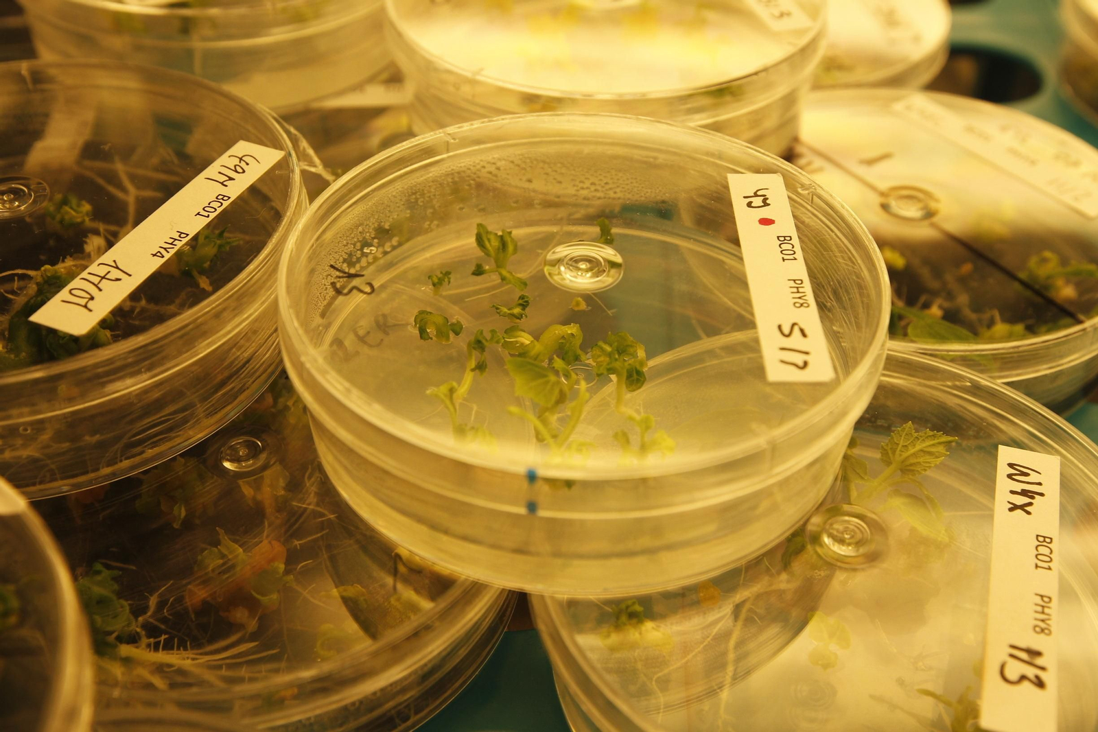 Fotogalería presentación resultados Bayer