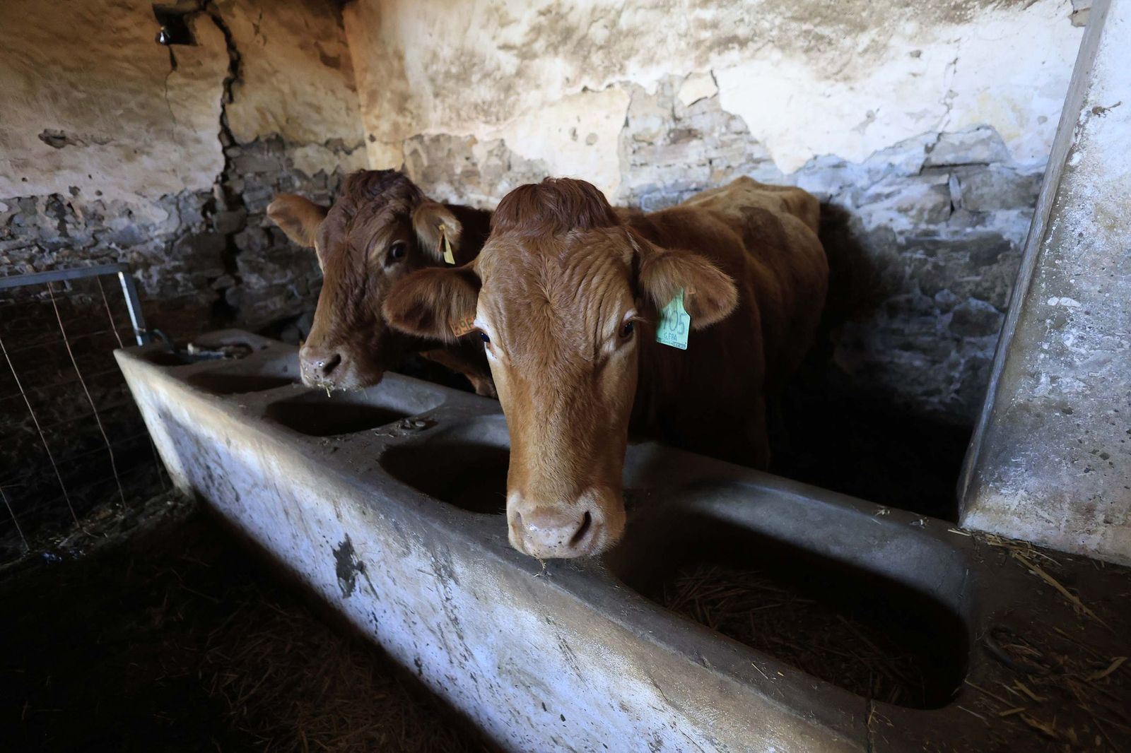 Las fotografías de la ganadería de Luis Benítez en Tarifa