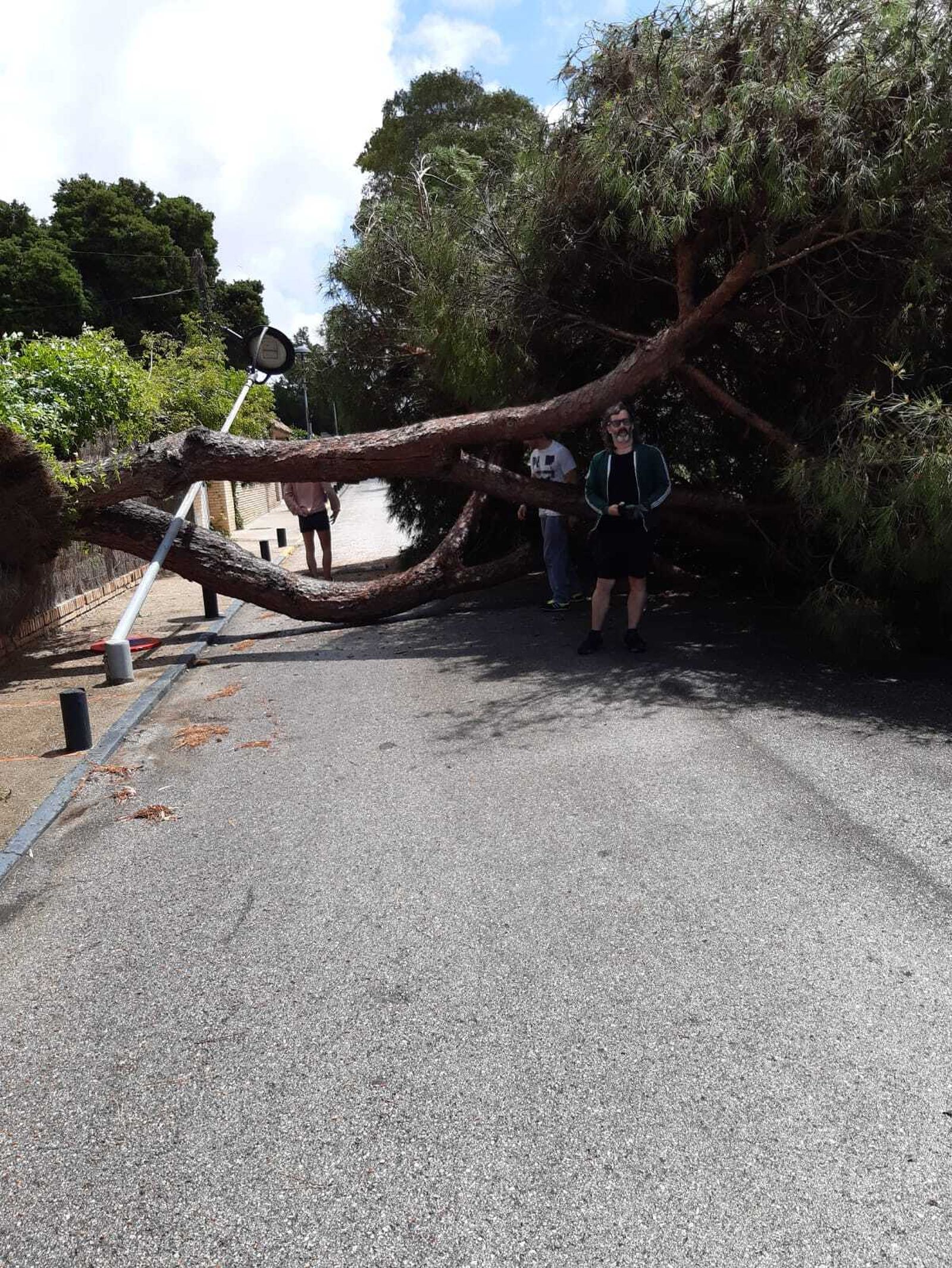 Caída de un eucalipto.