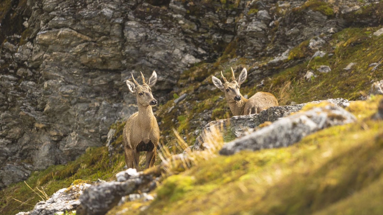 Hallan diez nuevos huemules, ciervos en peligro de extinción, en el extremo sur de Chile Hallan diez nuevos huemules, ciervos en peligro de extinción, en el extremo sur de Chile