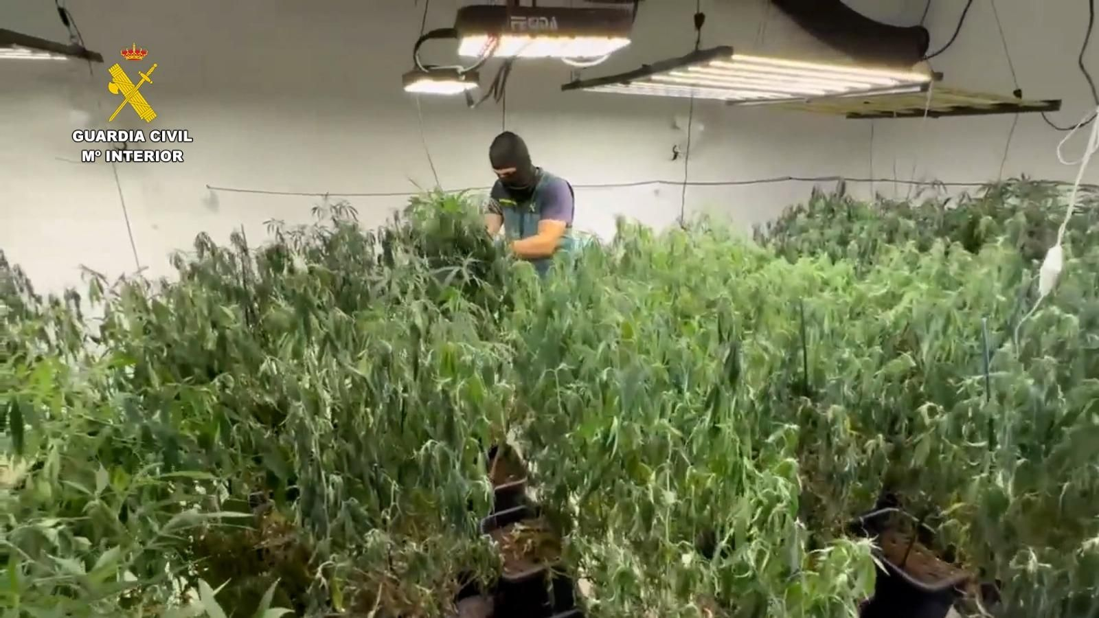 La Guardia Civil inspecciona las plantas de marihuana.