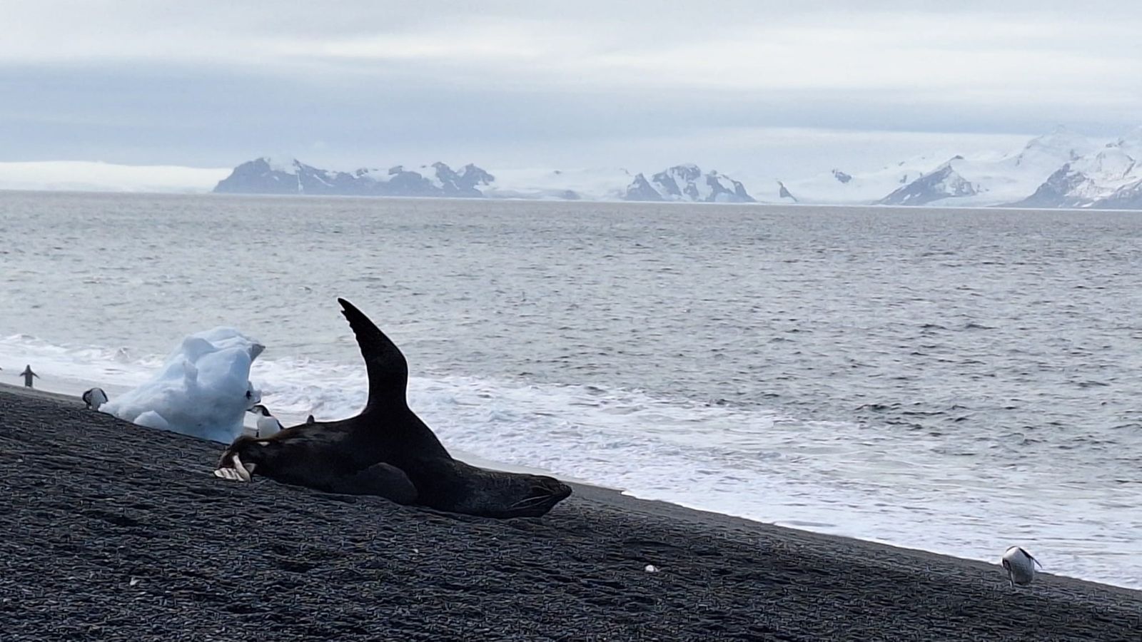 Foca descansando en l (16731361)