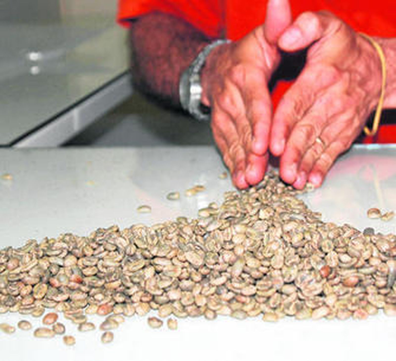 Granos de café que reciben un tratamiento artesanal.