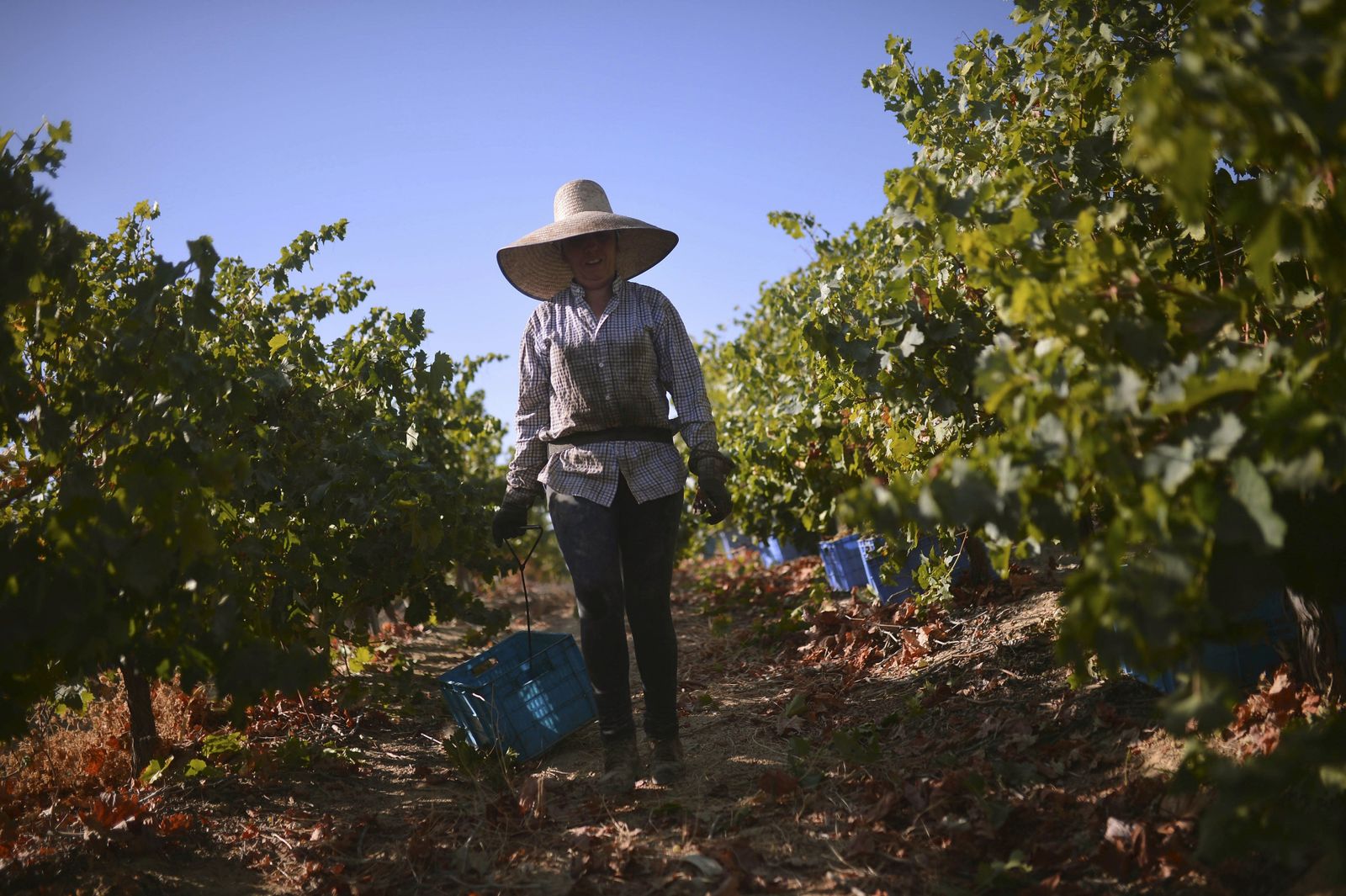 Una vendimiadora en tierras de la Denominación de Origen Protegido (DOP) de Montilla-Moriles.