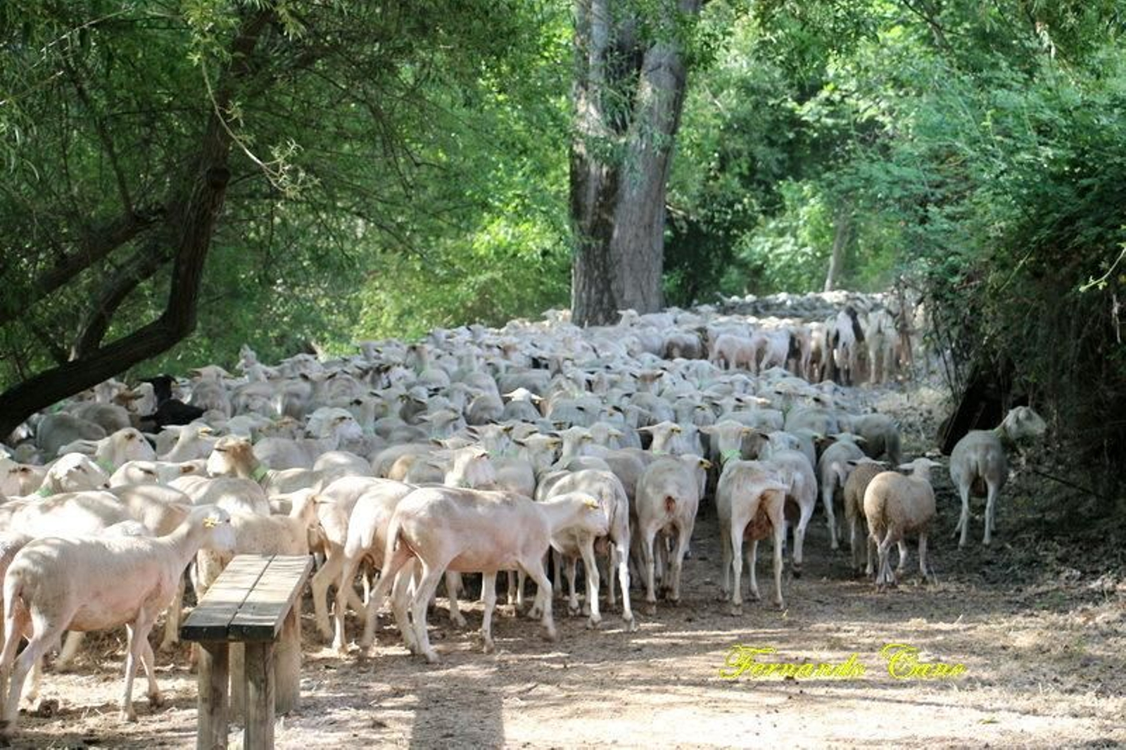 Las reses del ganadero Pablo Espinar hacen la trashumancia a su paso por Mogón.