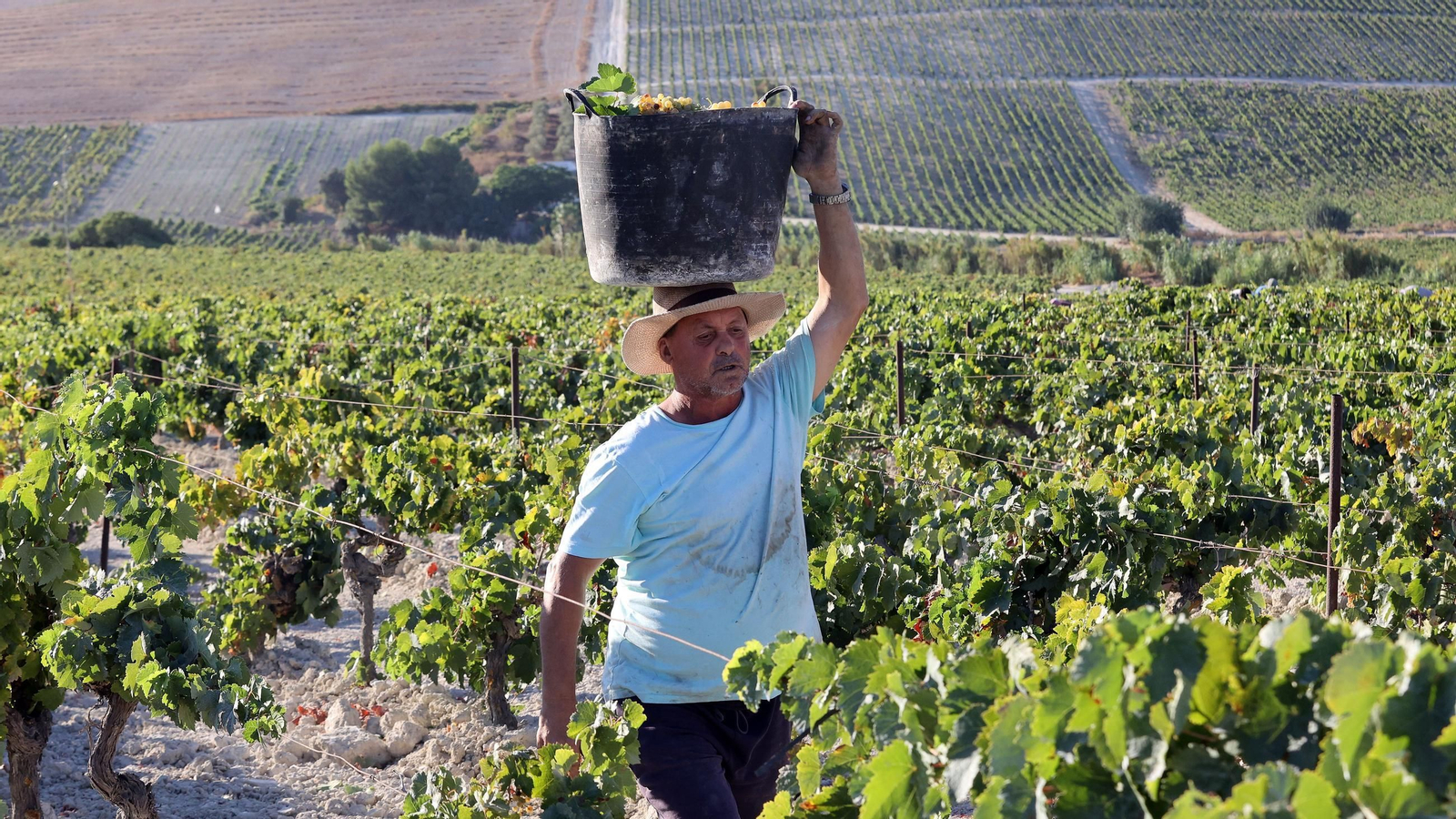 Vendimia a mano en la Viña El Caribe en Jerez