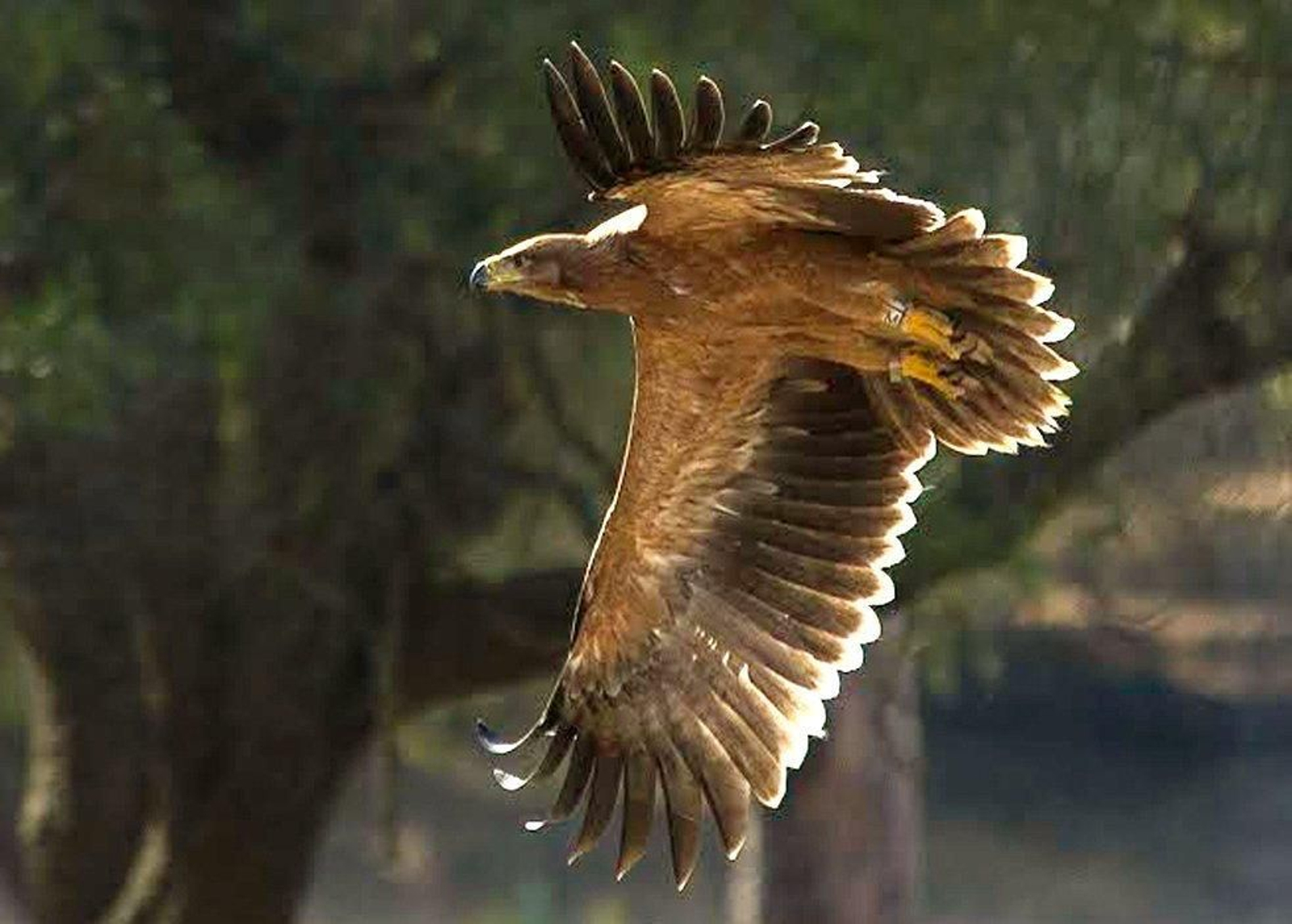 Un águila imperial ibérica en Doñana.