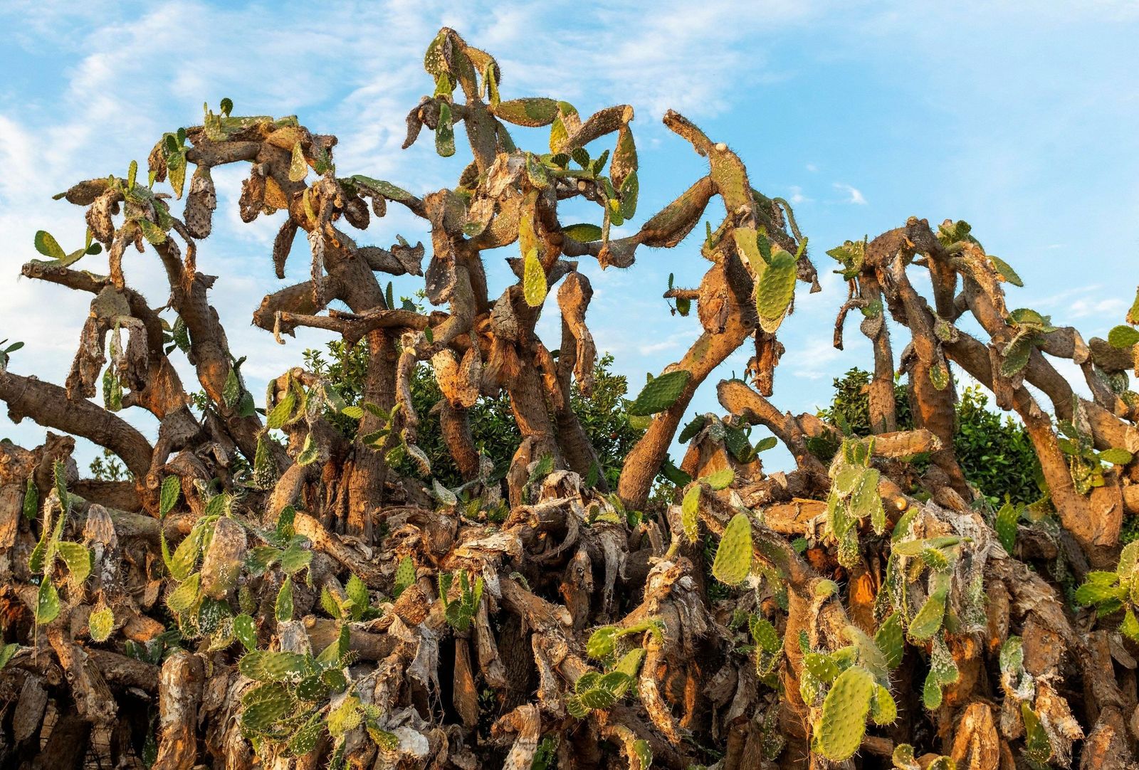 Chumbera dañada por la plaga.