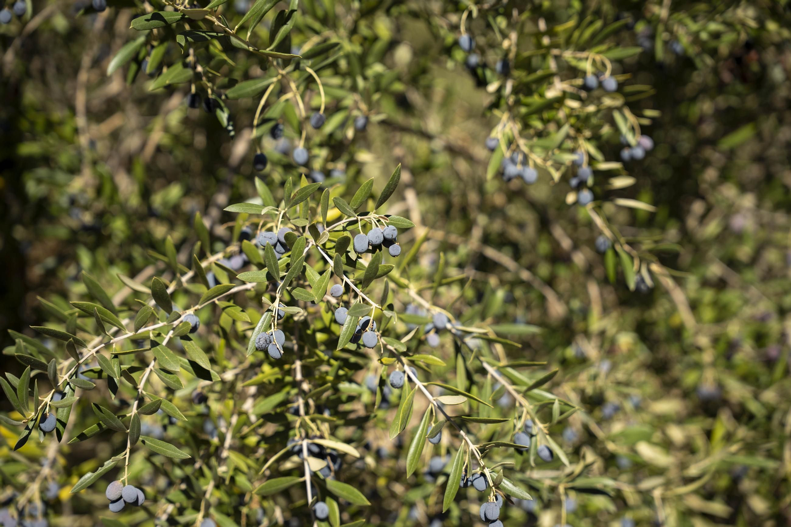 Las imágenes de la campaña recogida de acetuna en Fiñana