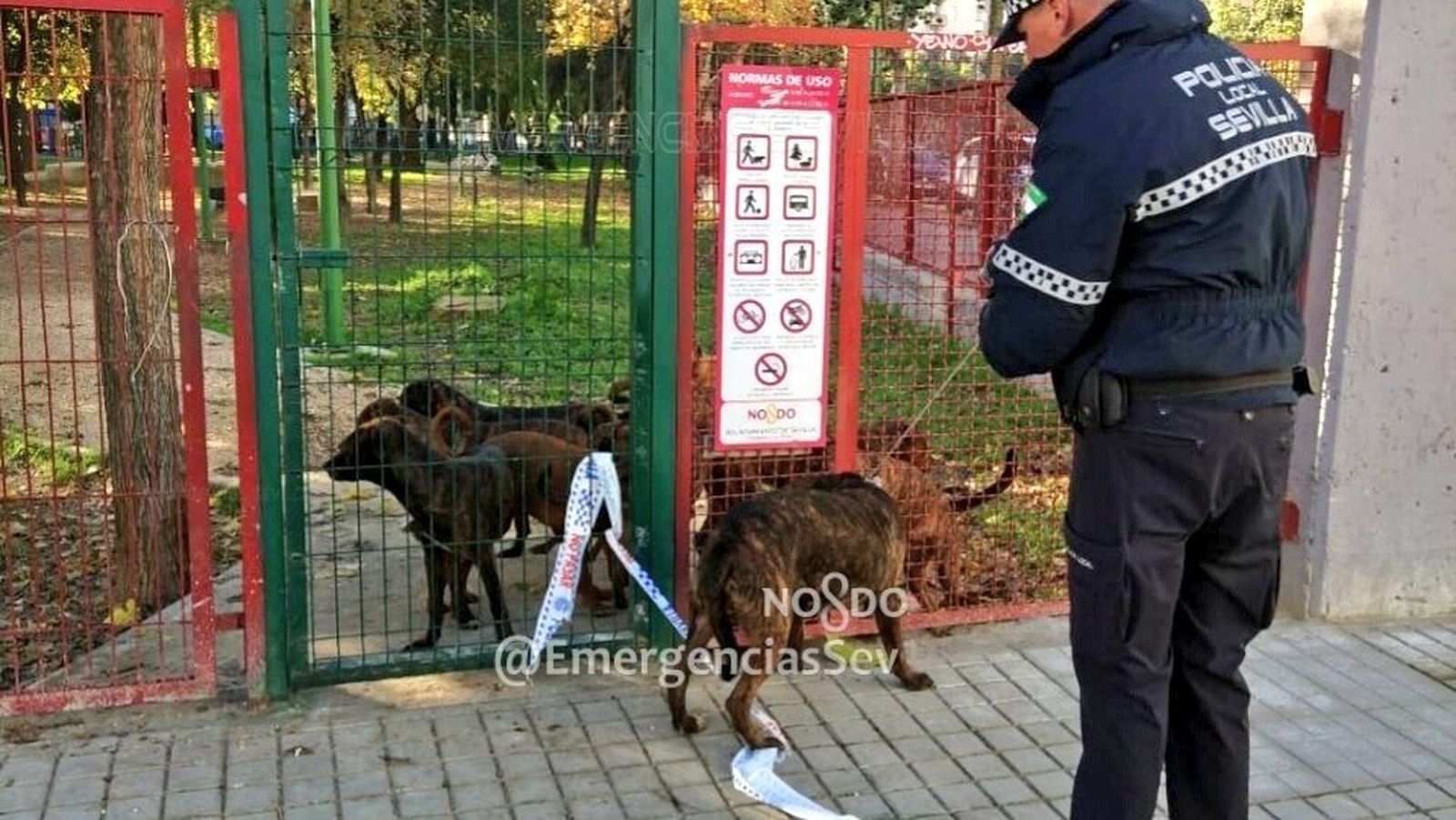 Un agente observa los perros abandonados en el parque infantil.