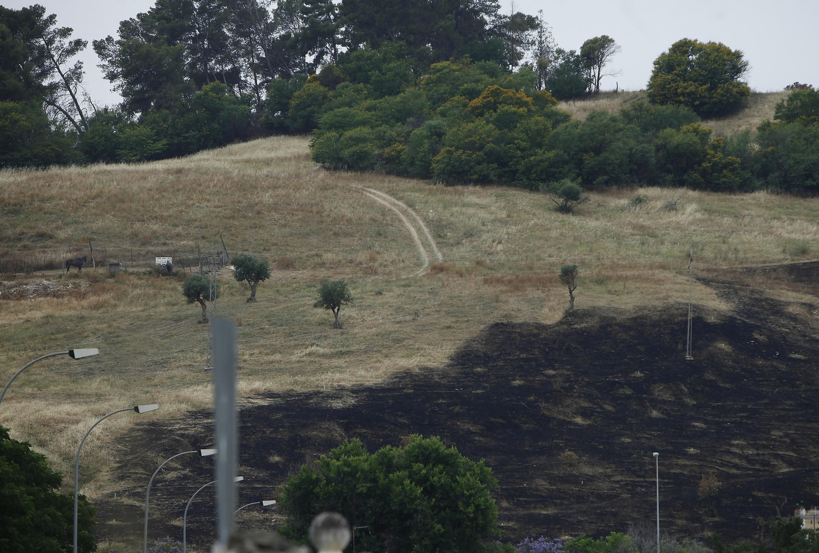 Las llamas destruyen ciento de árboles sembrados en el Carambolo