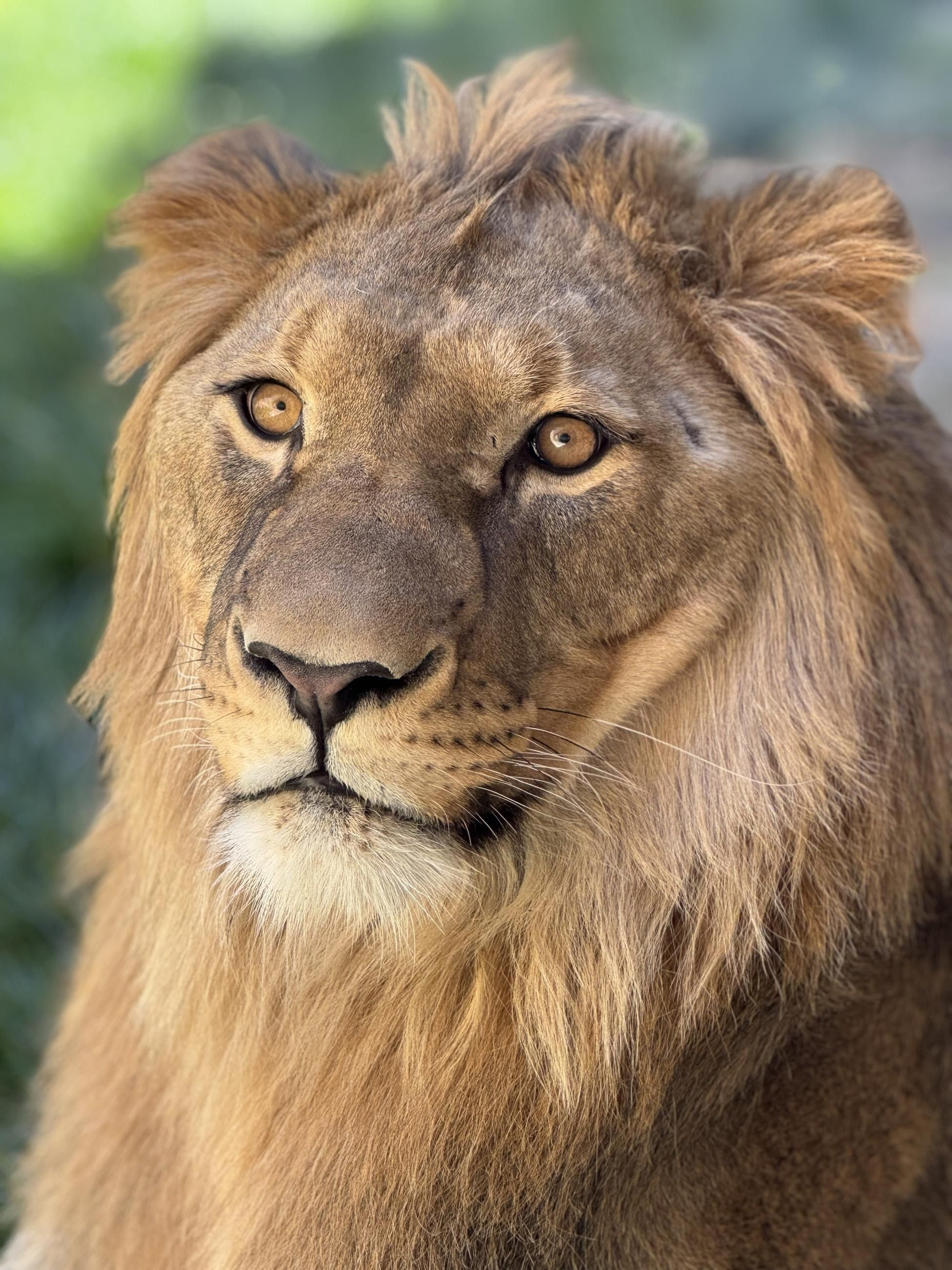 Así es Amaru, el león que ha sobrevido a una grave operación en Tabernas