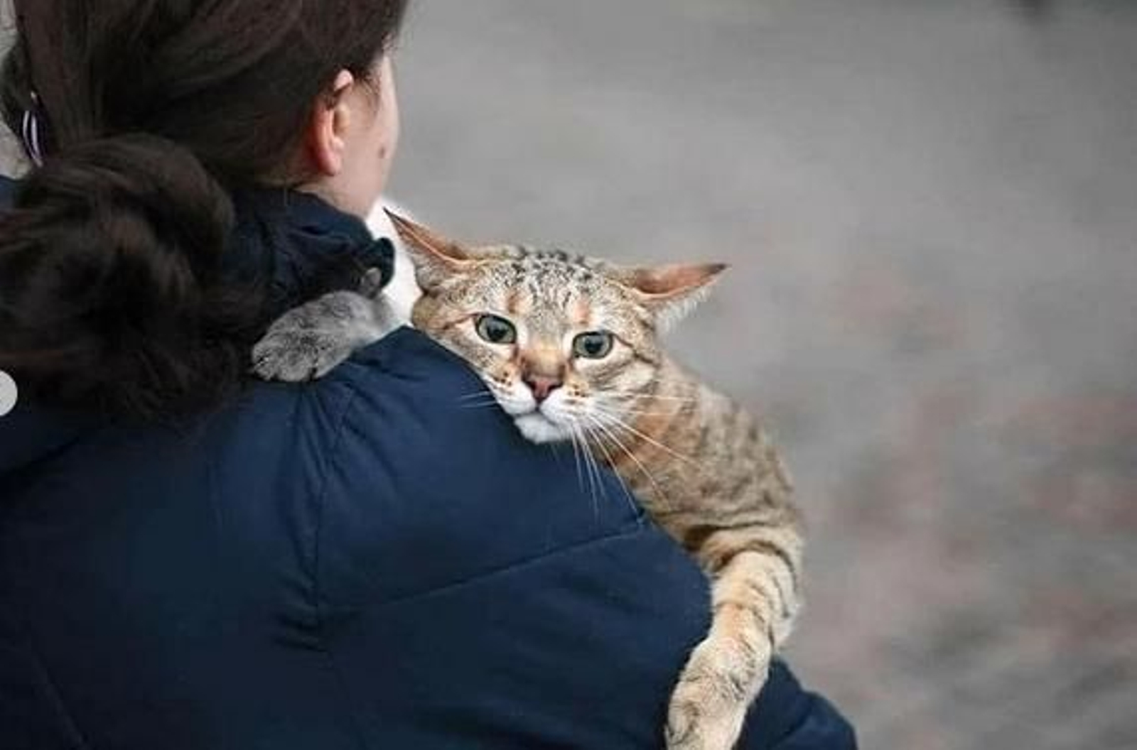 Gato contagia coronavirus a su veterinaria