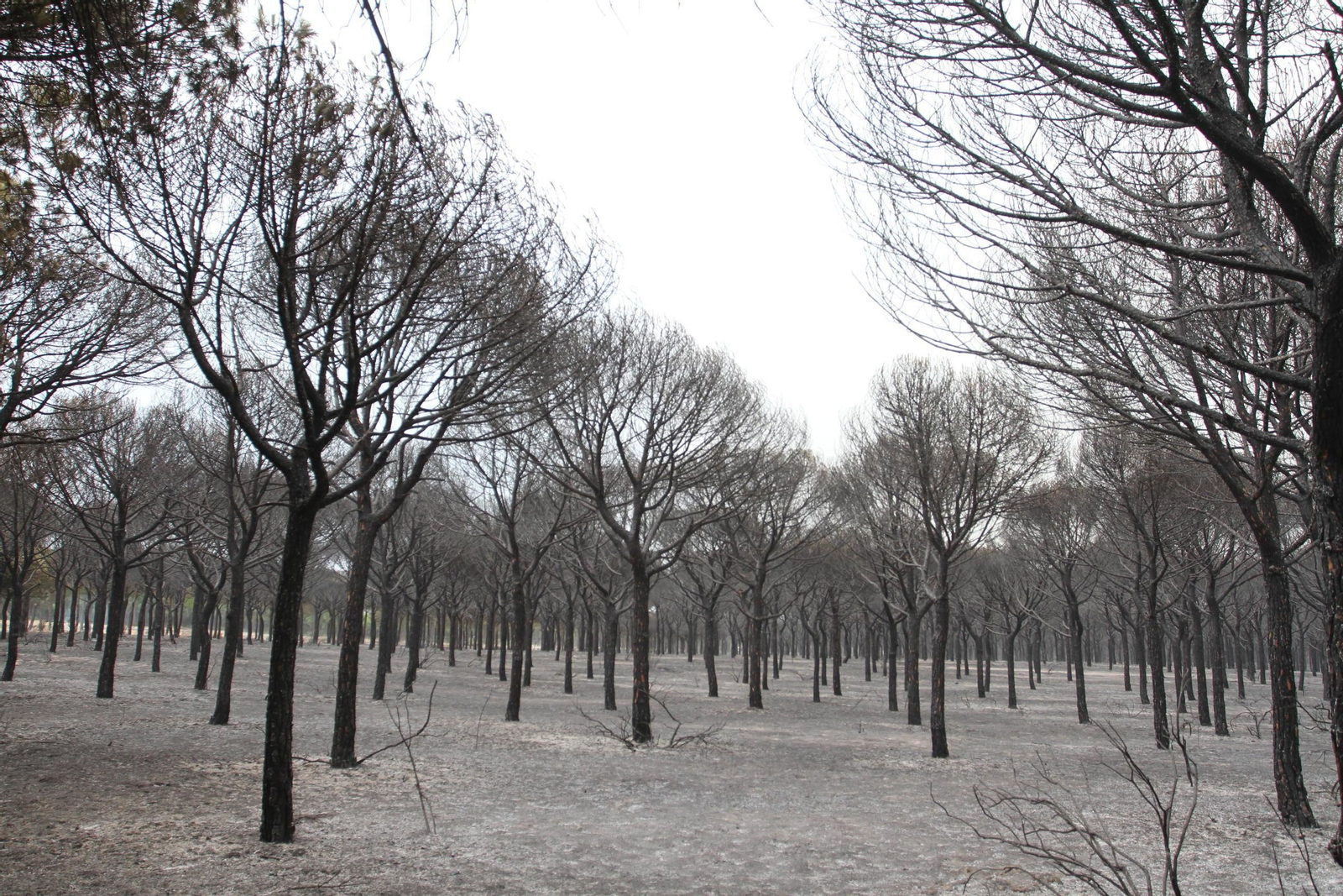 Las imágenes del incendio en Moguer y Mazagón