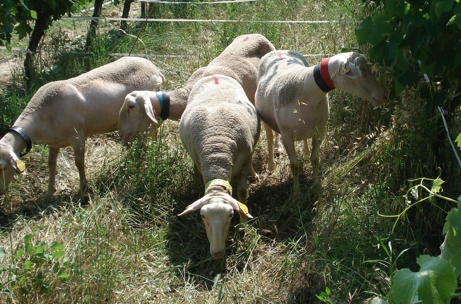 El ganado pastando en un campo sevillano.