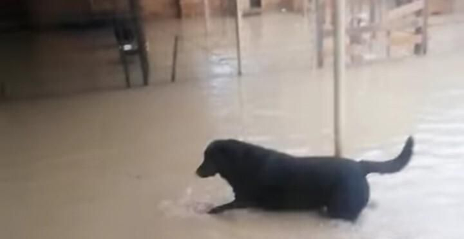 Captura del vídeo difundido por Esperanza Canina de Chipiona a través de las redes sociales para pedir ayuda.