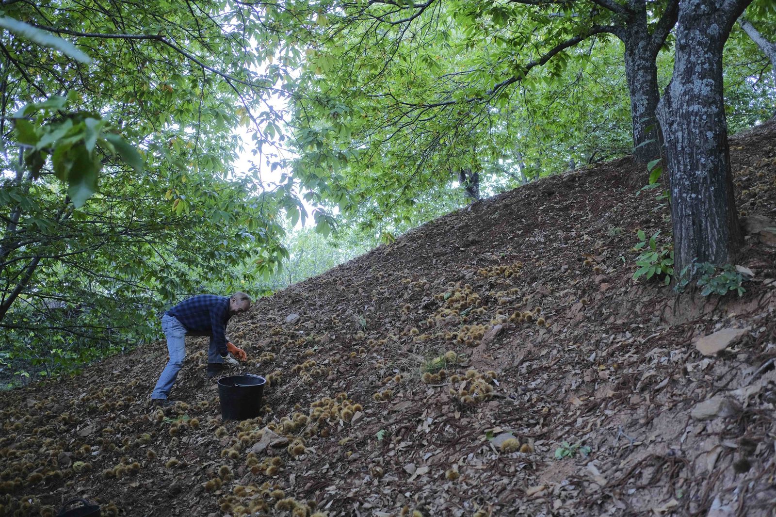 Cuadrillas en la recogida de castañas en el Valle del Genal