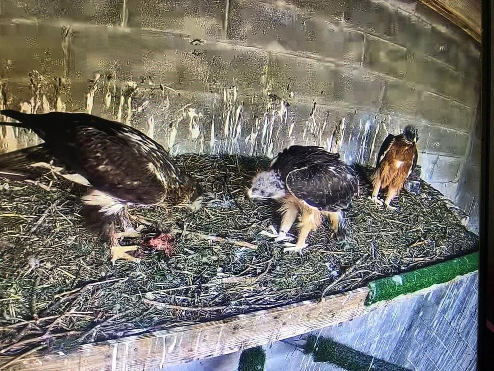 Polluelos de águila perdicera.