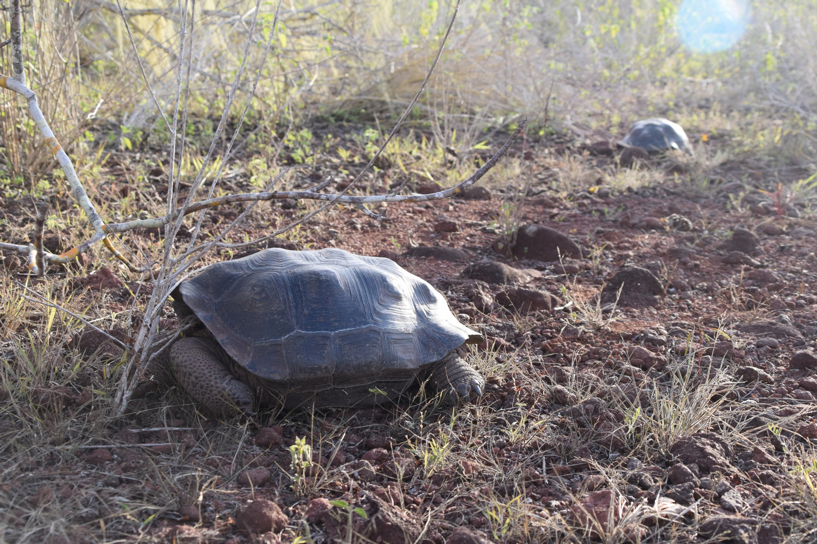 Las fotografías de Bárbara Sellés en una isla desierta para estudiar tortugas Las fotografías de Bárbara Sellés en una isla desierta para estudiar tortugas