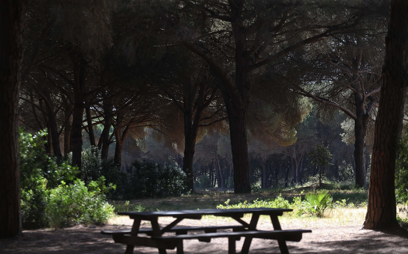 El Pinar del Rey de San Roque, en imágenes