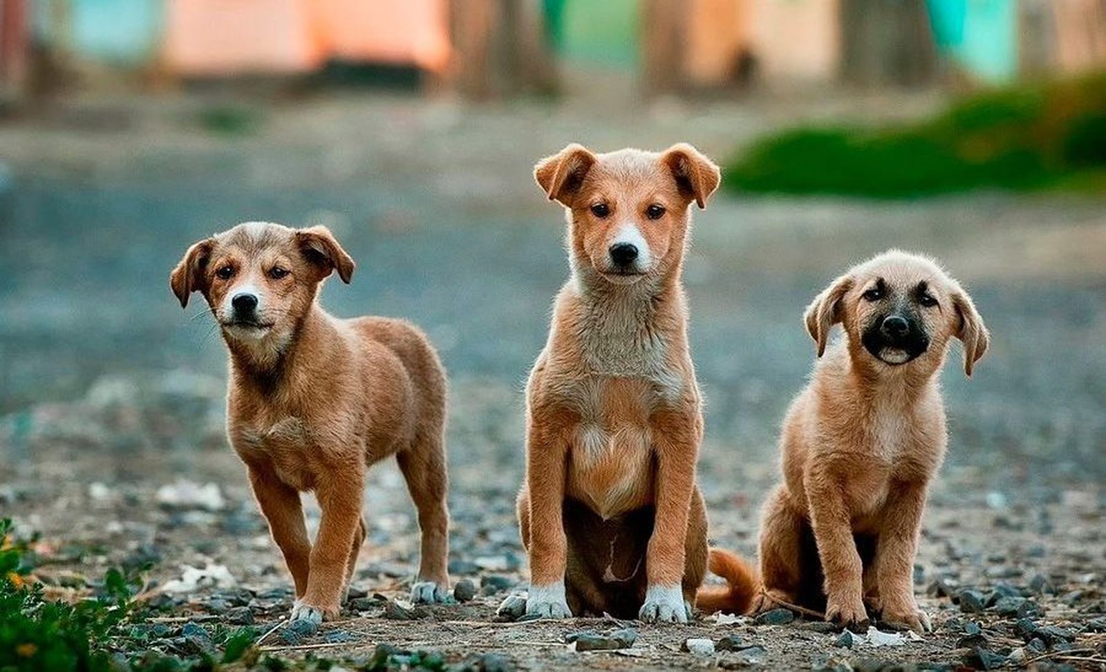 Veterinarios destacan la importancia de la adopción responsable en el Día Internacional del Animal sin Hogar