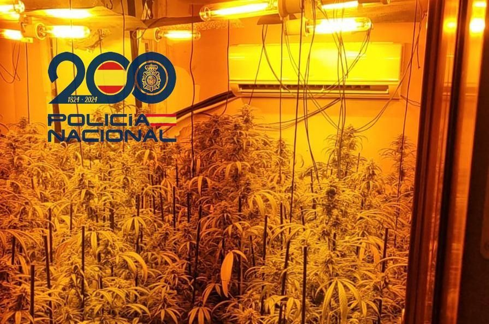 Habitación con la importante plantación de marihuana