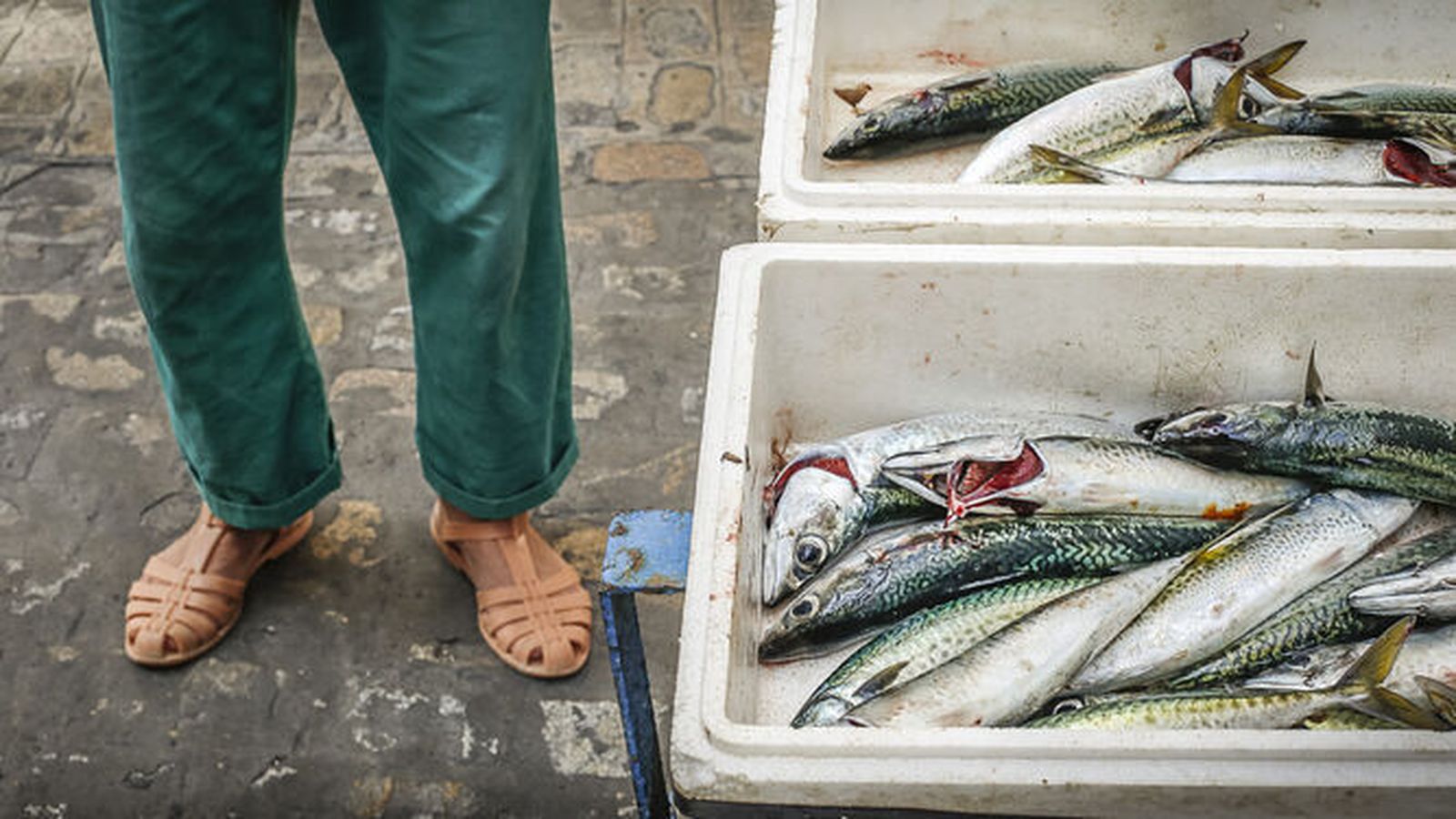 Caballas en venta ambulante en una foto de archivo.