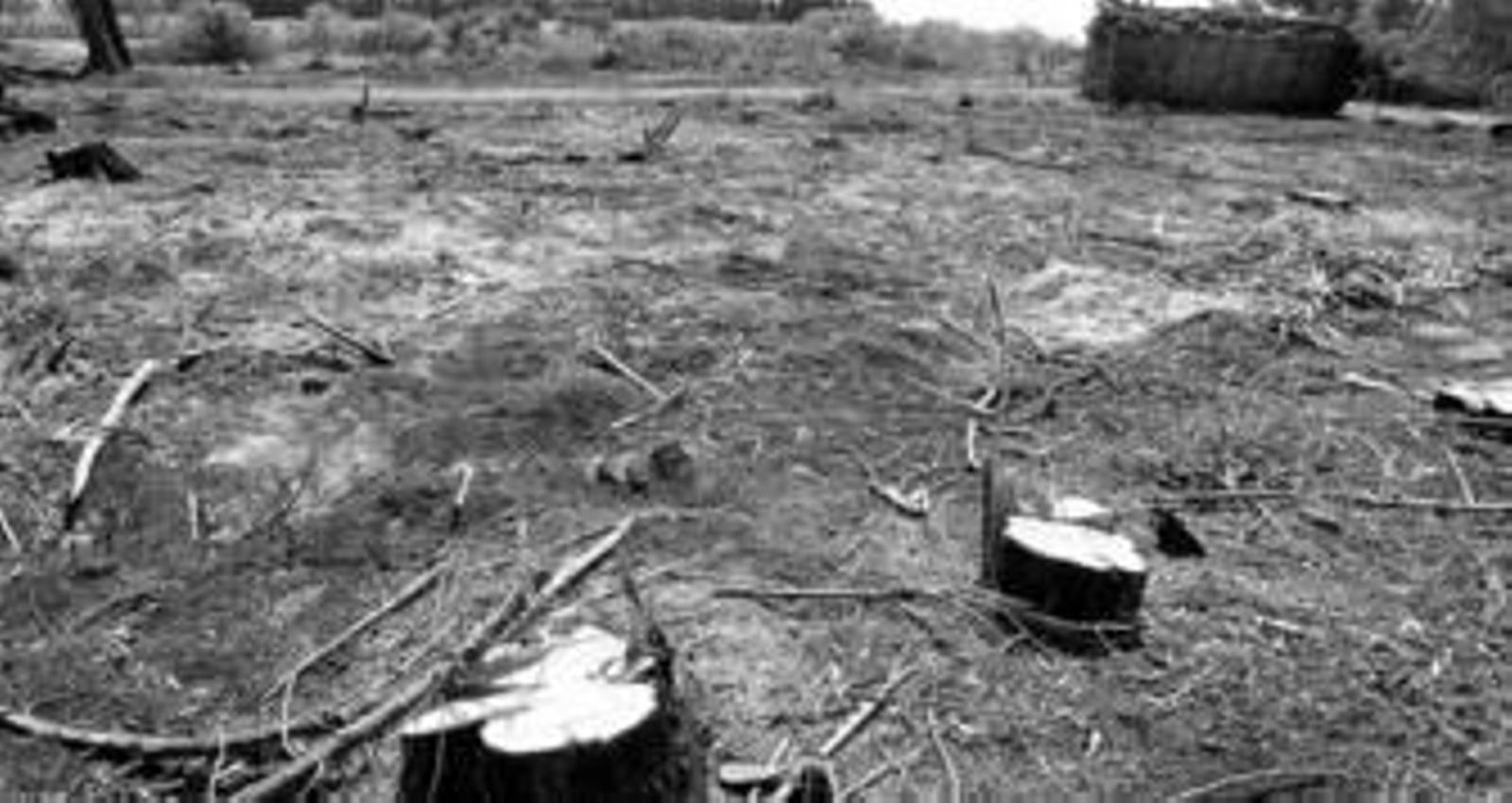 Aspecto de la finca tras la tala producida el pasado año.