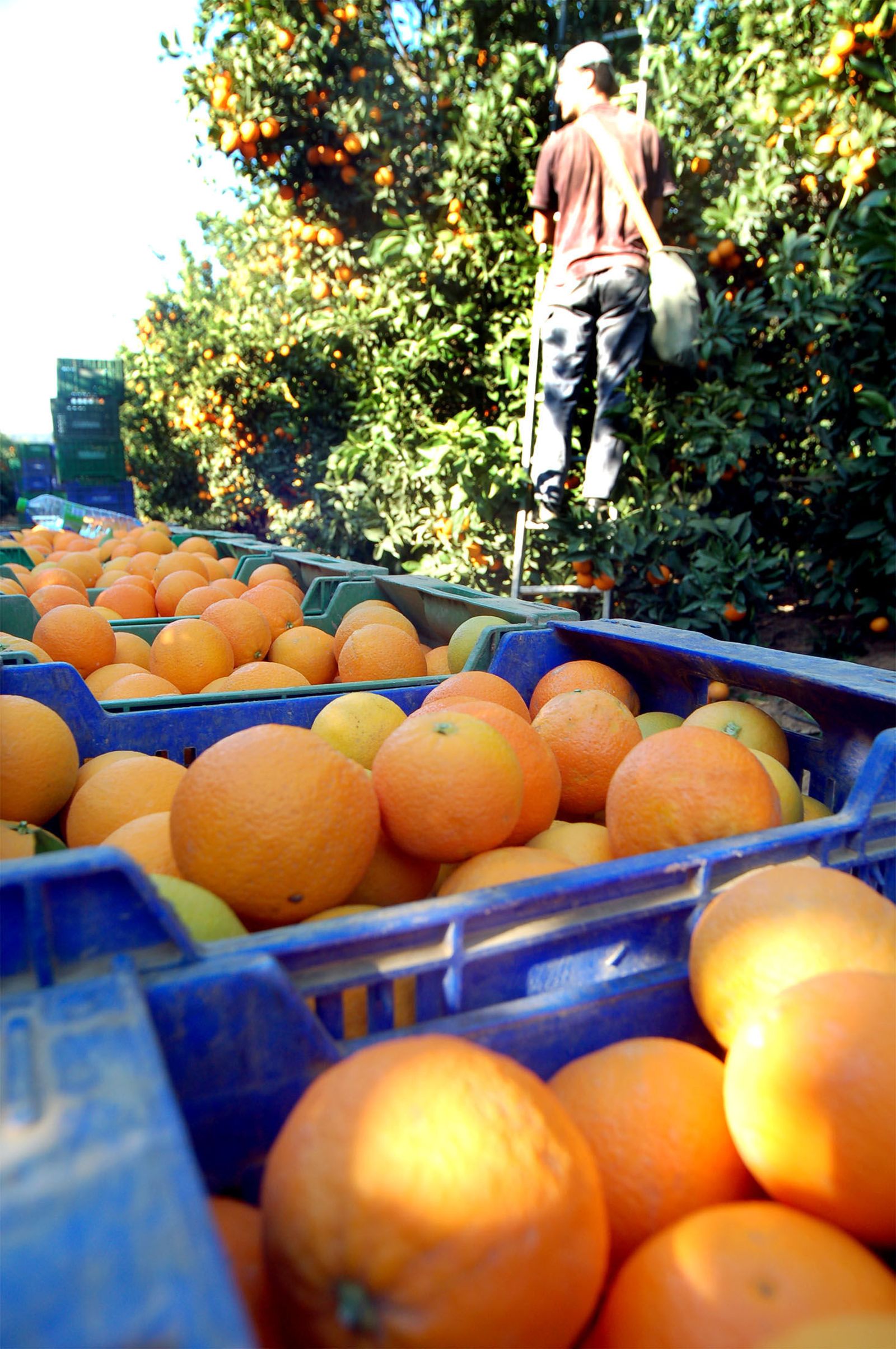Recogida de naranjas en una finca de la provincia de Huelva.