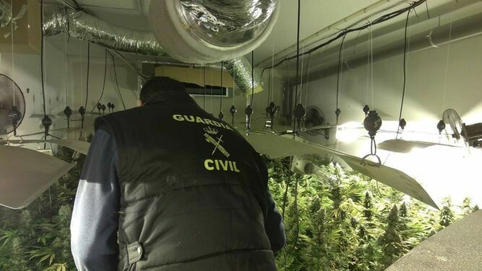 La Guardia Civil decomisó casi 13.000 plantas de 'maría' en febrero
