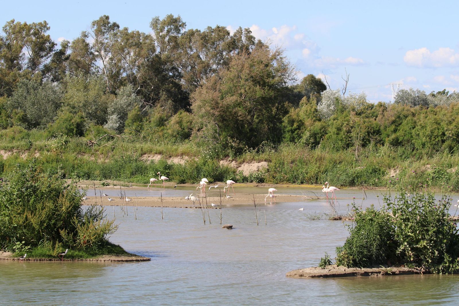 Flamencos en el agua.