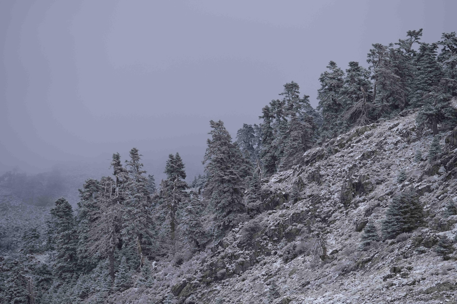 Nevada en la Serranía de Ronda, en fotos.