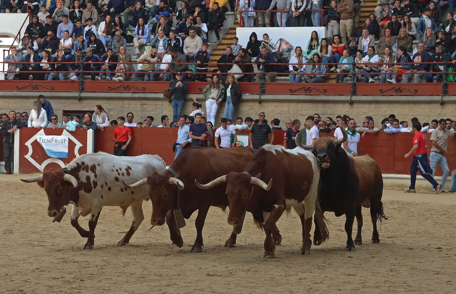 Las mejores fotos del Toro Embolao de Los Barrios 2024