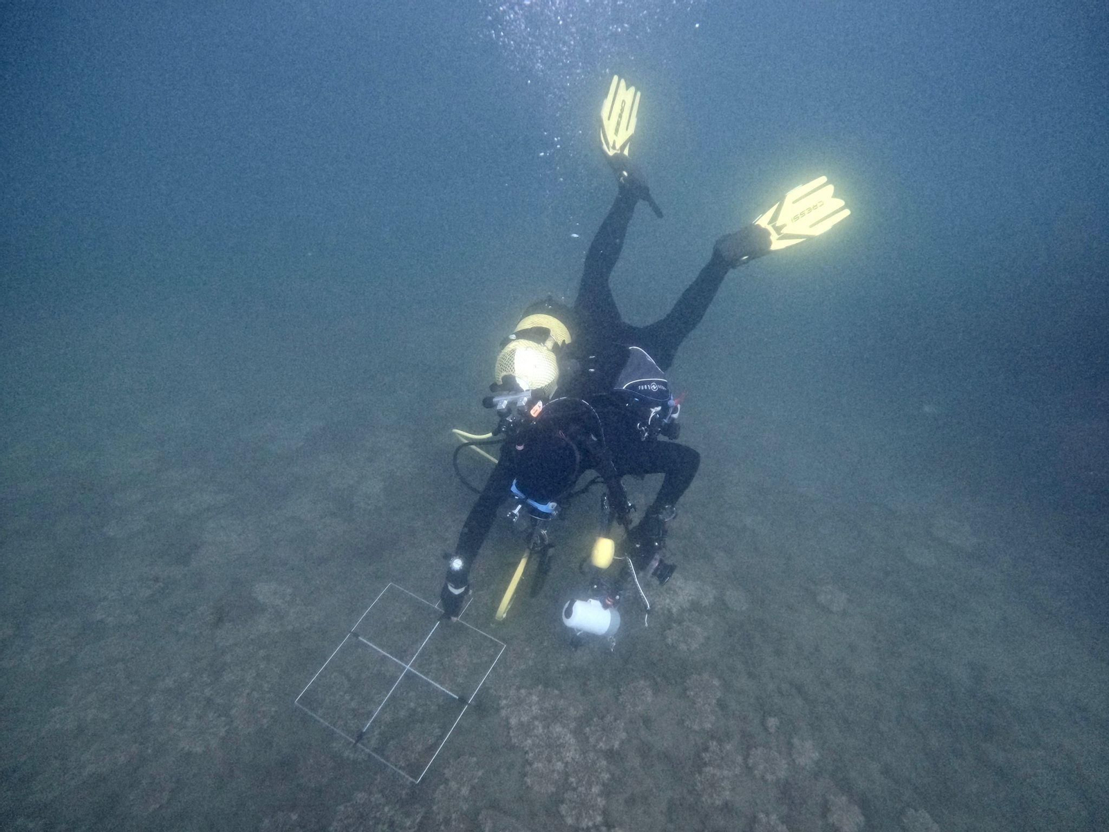 Los especialistas profesionales encuentran esta nueva especie de medusa en Aguadulce.
