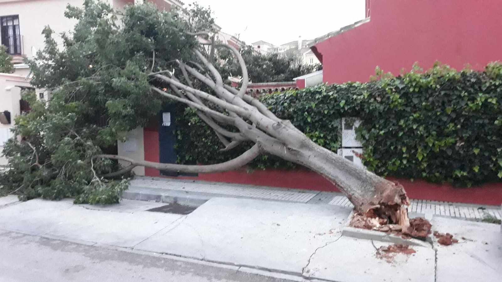 El árbol desplomado sobre la valla del chalé de la calle Gerifalte, donde el Ayuntamiento no intervino pese a las peticiones vecinales.