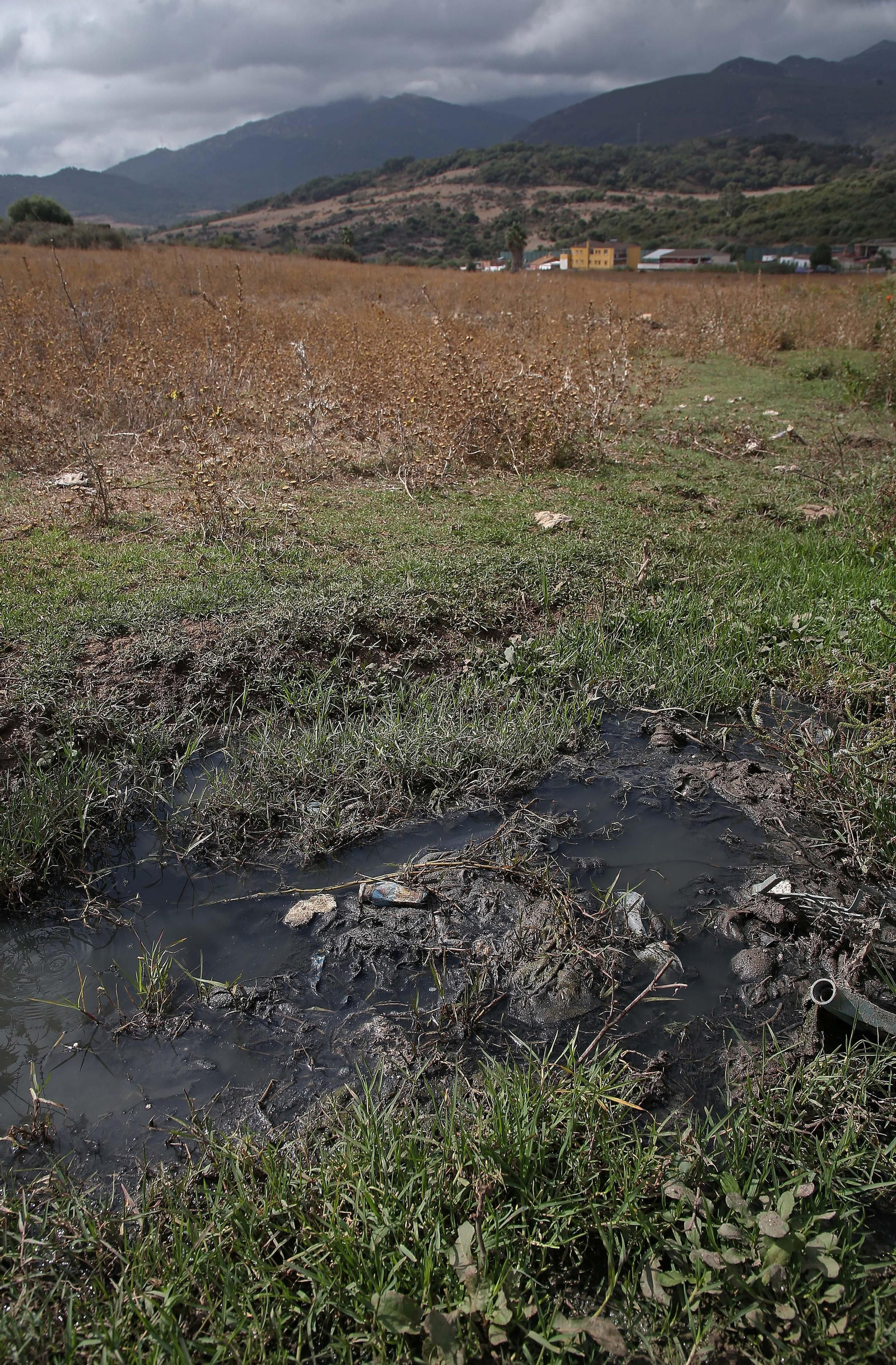 Imágenes de los nuevos cadáveres de caballos en el muladar ilegal de Pajarete en Algeciras