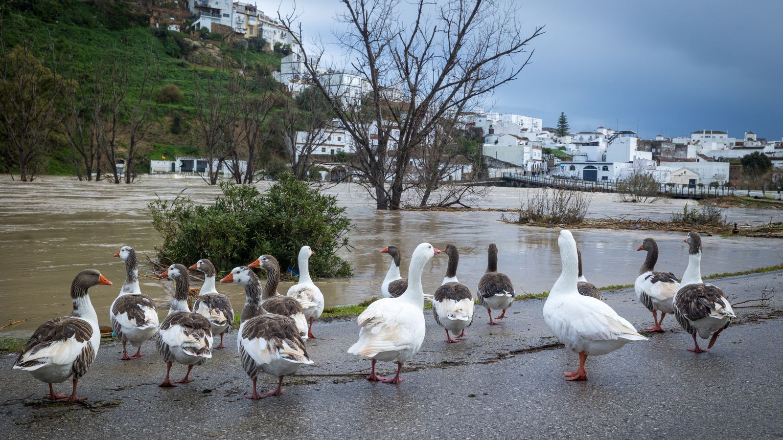 Ánsares y gansos miran al Guadalete desde fuera.