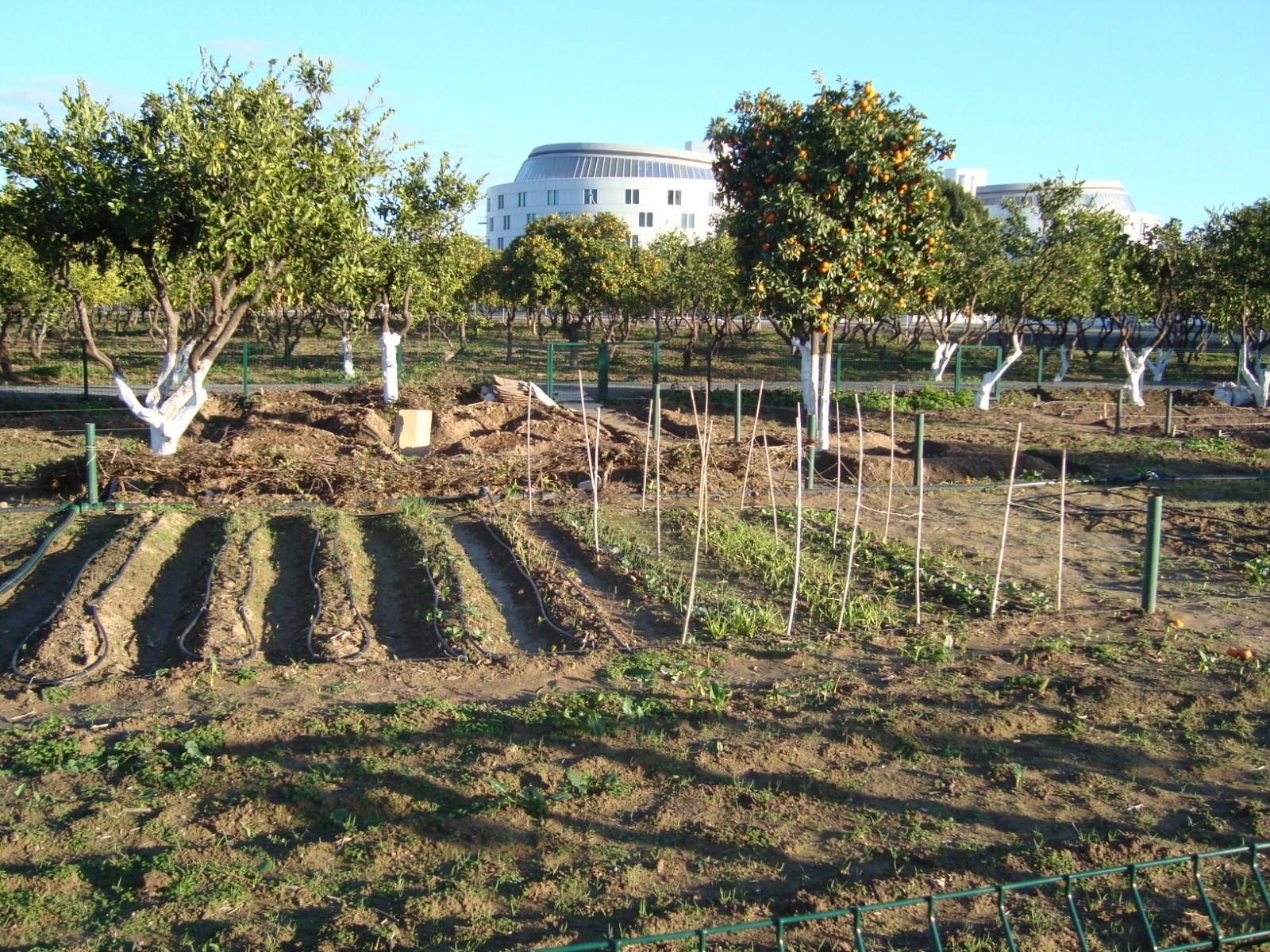 Los huertos del Parque del Alamillo de Sevilla.