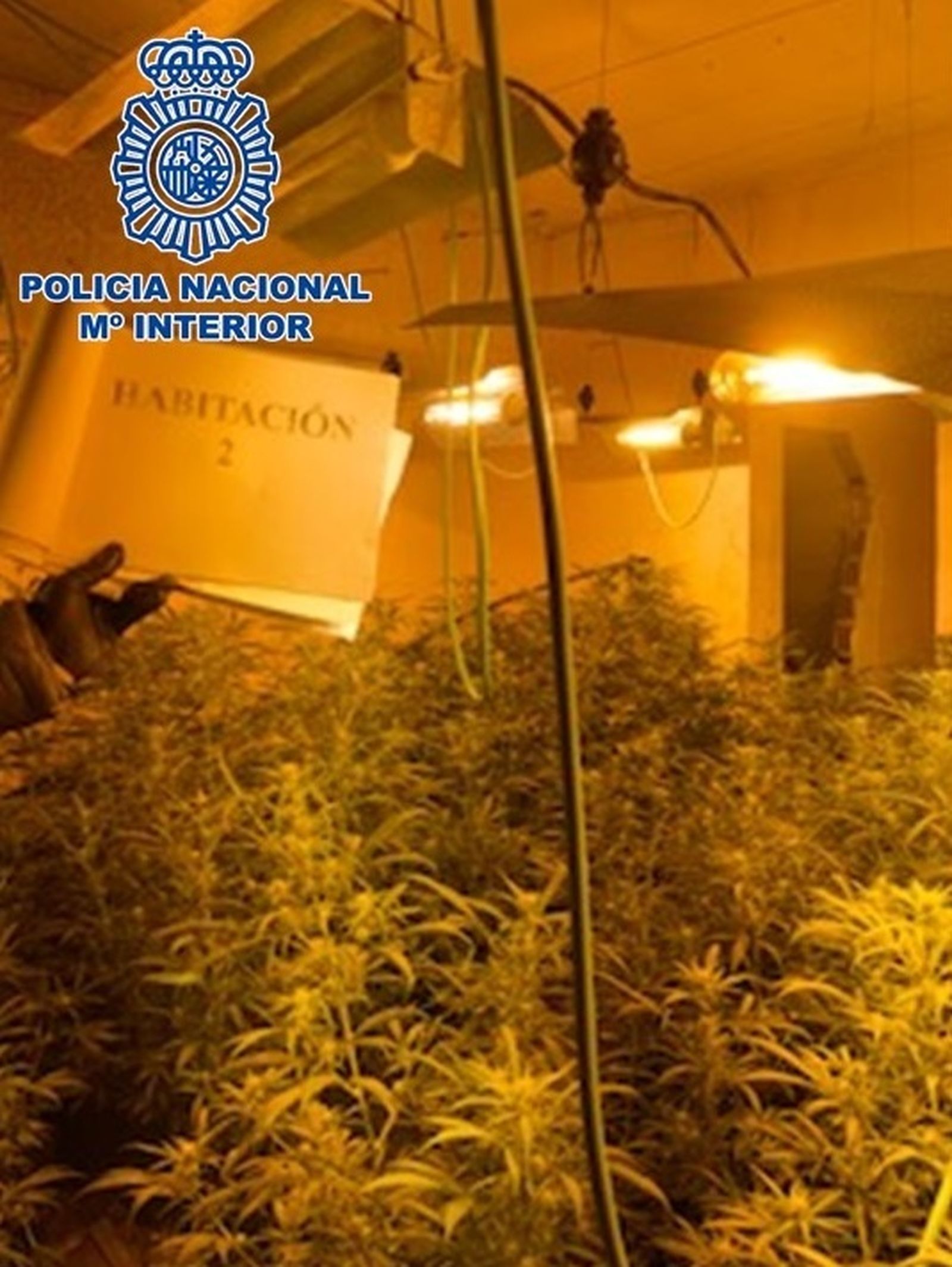 Parte de la marihuana intervenida en el operativo policial en la zona Norte de Granada.