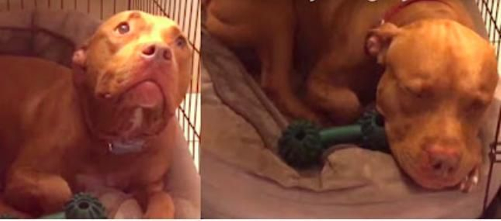 Un Pitbull solo duerme cuando su dueño le canta una canción