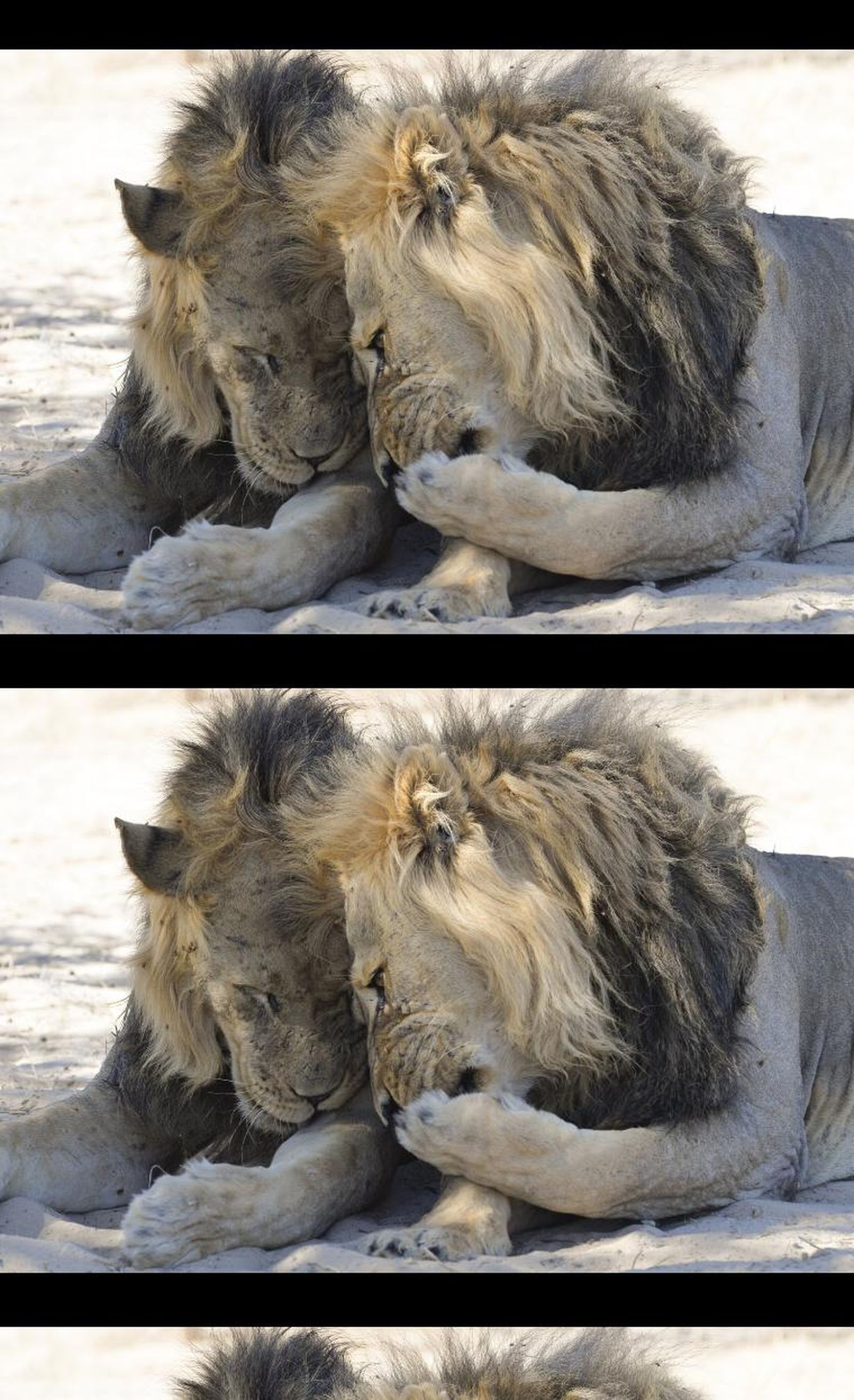 Finalistas 2020 Comedy Wildlife Photography Awards.