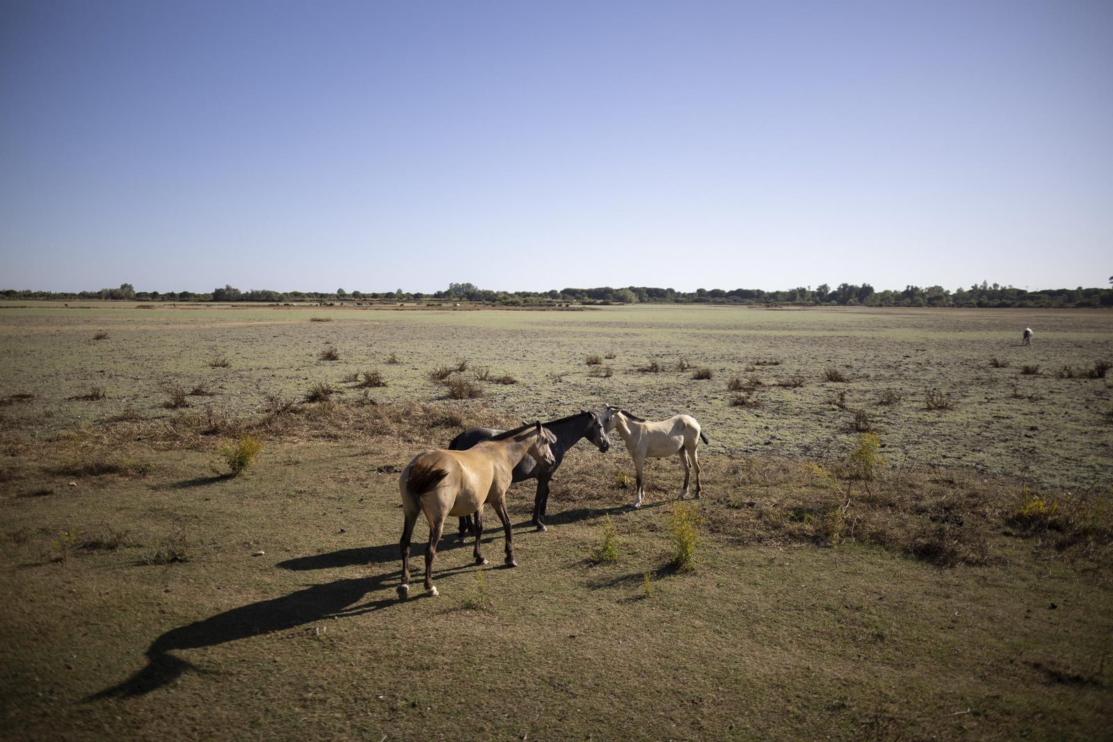 Ambiente del jueves 18 de agosto en la aldea de El Rocío durante el Rocío Chico